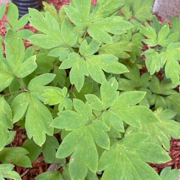 Lamprocapnos spectabilis Blad