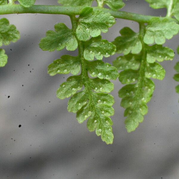 Cystopteris fragilis Leaf