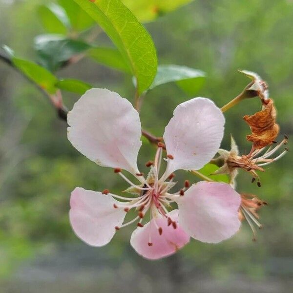 Malus angustifolia Flor