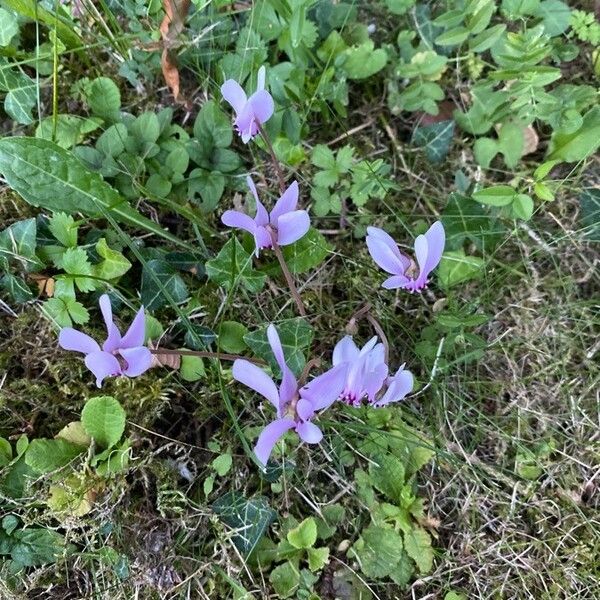 Cyclamen repandum Habit