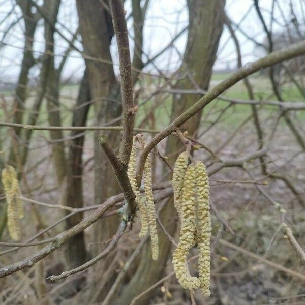 Corylus cornuta পাতা