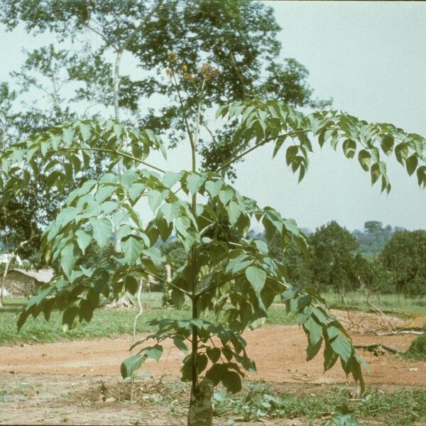 Oroxylum indicum Кара