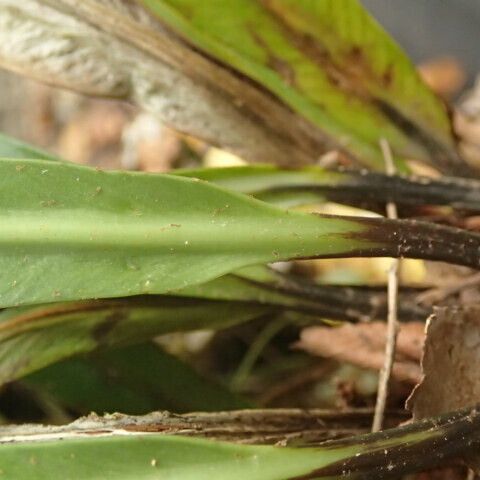 Asplenium africanum 葉