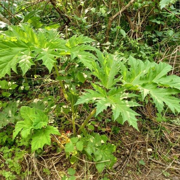 Heracleum mantegazzianum 整株植物