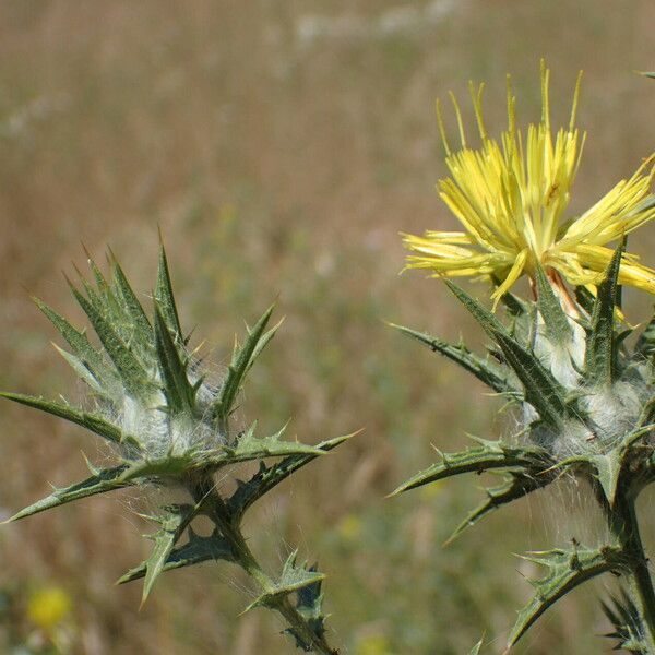 Carthamus lanatus Květ