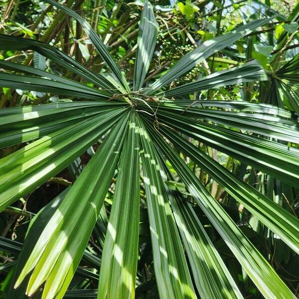 Licuala spinosa Leaf