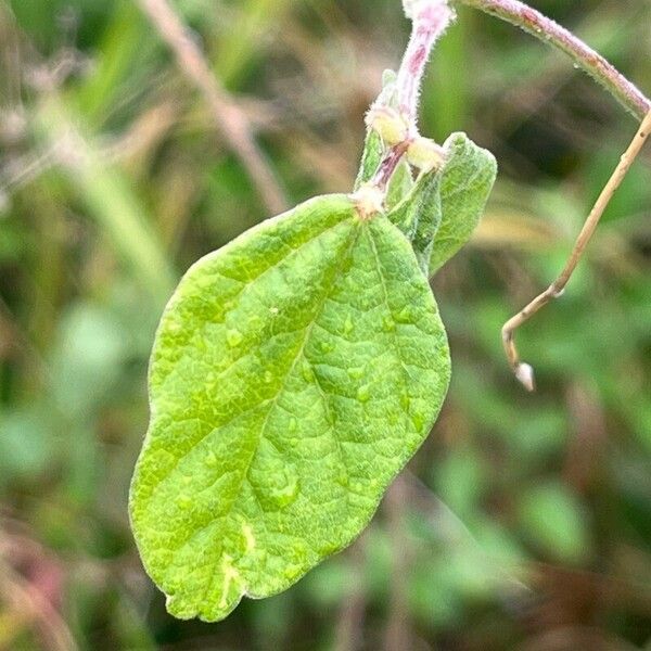 Macroptilium atropurpureum Leaf