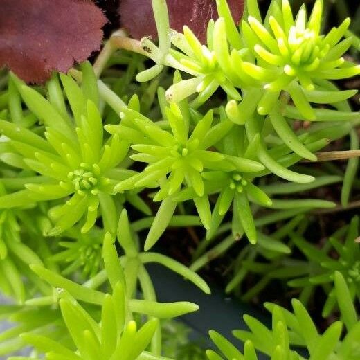 Sedum mexicanum Ліст