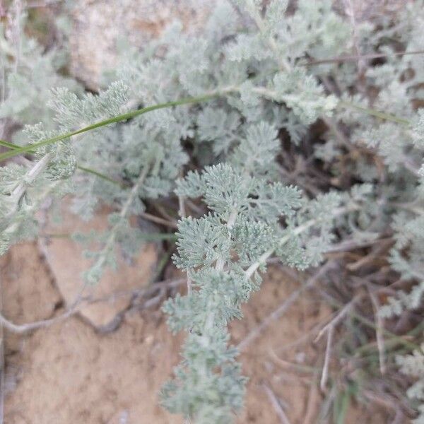 Artemisia frigida Folio