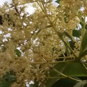 Ligustrum lucidum Blüte