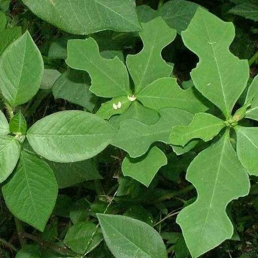 Euphorbia heterophylla Liść