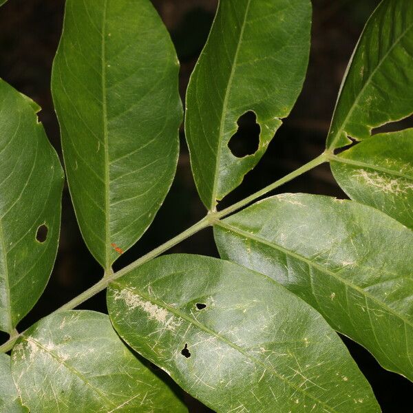 Sapindus saponaria Folha