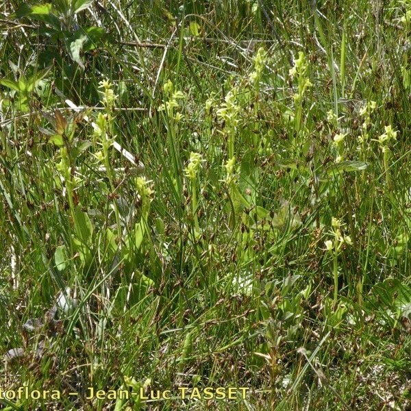 Liparis loeselii 整株植物