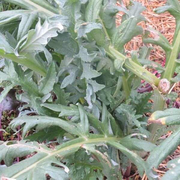 Cynara scolymus Máis