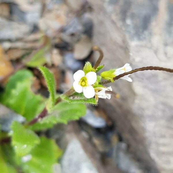 Arabis alpina Λουλούδι