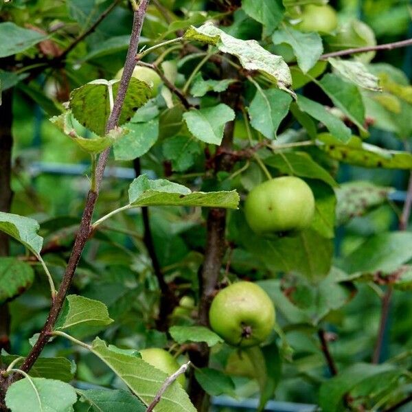 Malus domestica Altul/Alta