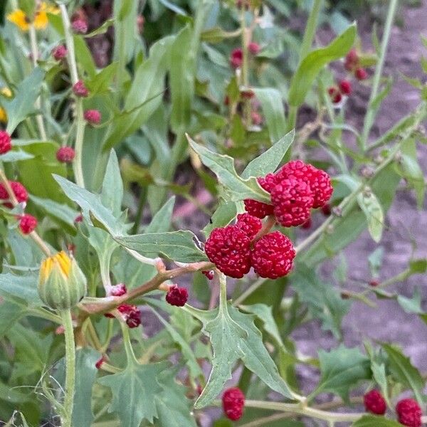 Blitum capitatum Fruit