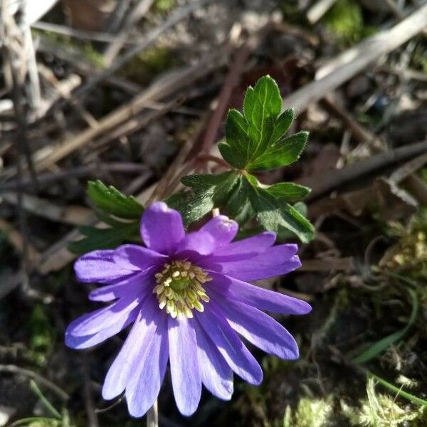 Anemone apennina Kwiat