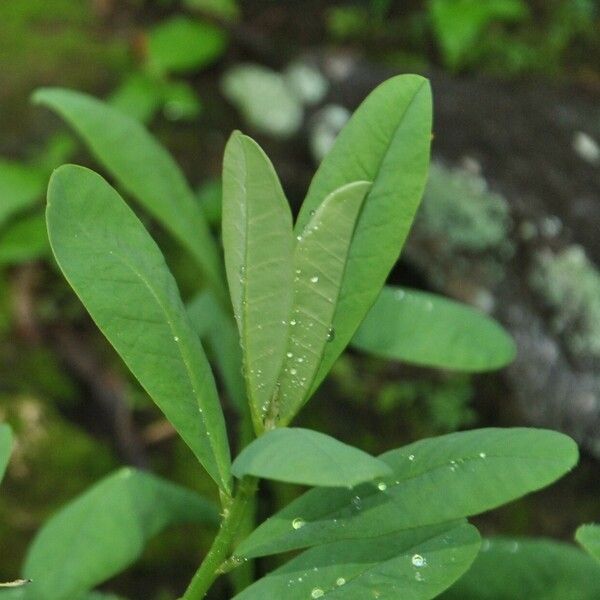 Crotalaria spectabilis 叶