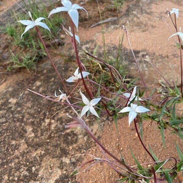 Conostomium quadrangulare Blomma