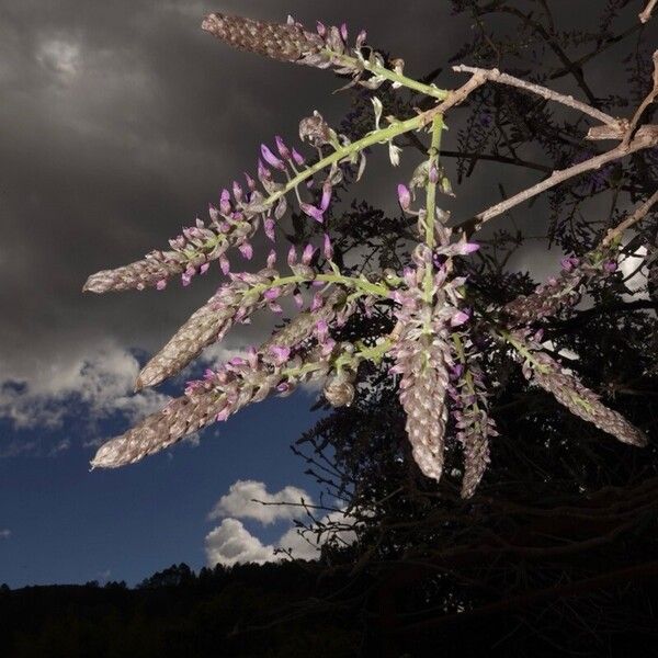 Wisteria sinensis Lehti