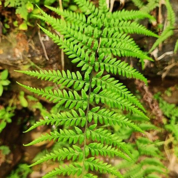 Pityrogramma calomelanos Folha