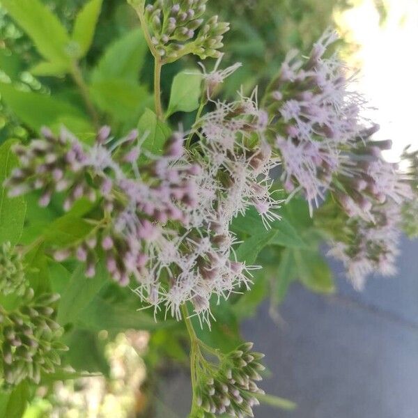 Eupatorium cannabinum Blomst