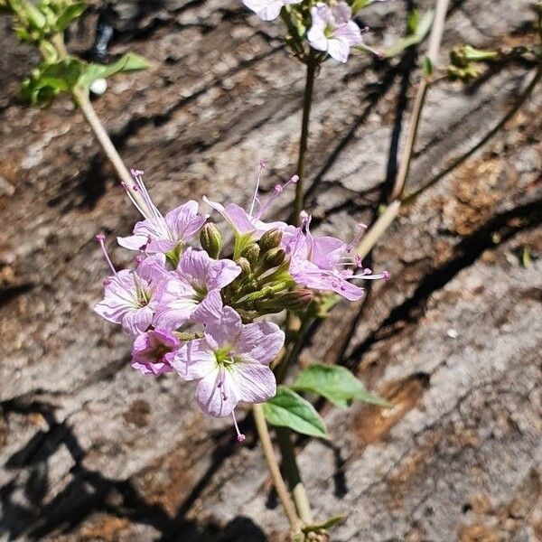 Commicarpus helenae Blomma