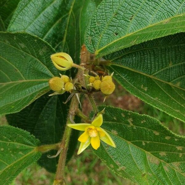 Apeiba tibourbou Flor