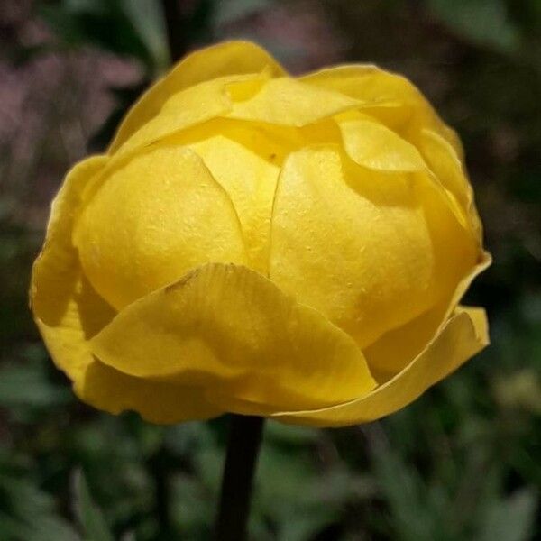 Trollius europaeus Kwiat