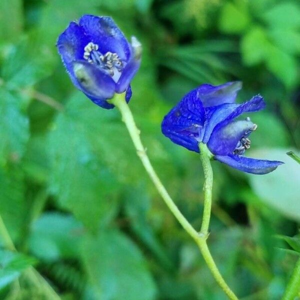 Aconitum columbianum Kukka