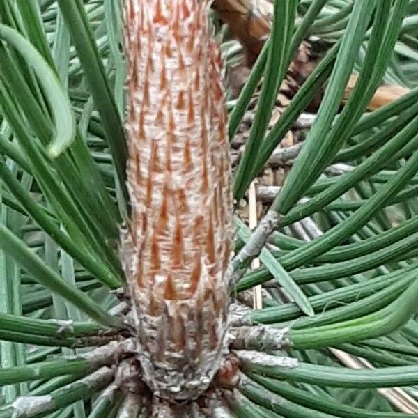 Pinus nigra Цвят