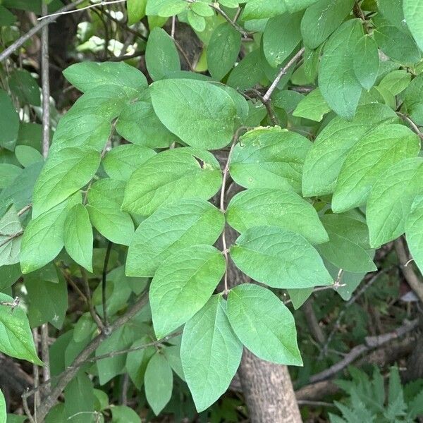 Lonicera morrowii Blatt