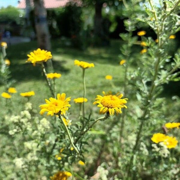 Cota tinctoria Blomst