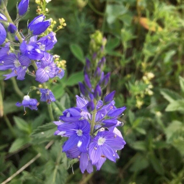 Veronica teucrium फूल