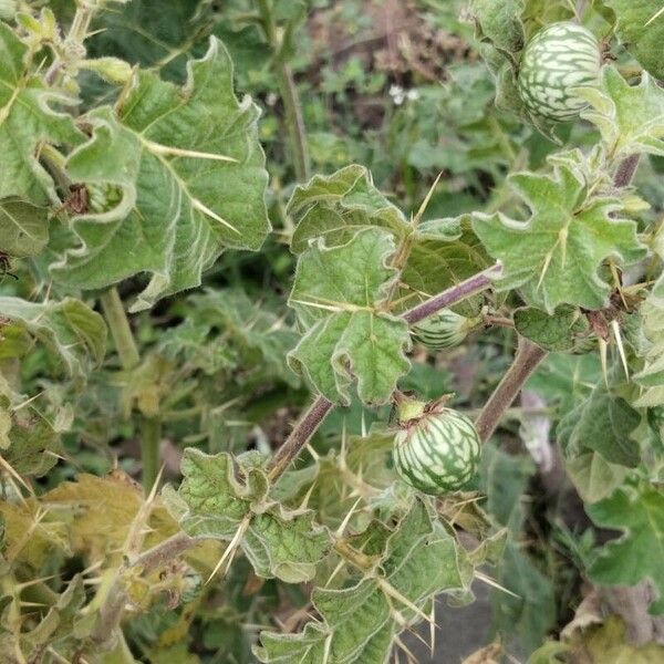 Solanum linnaeanum Lapas