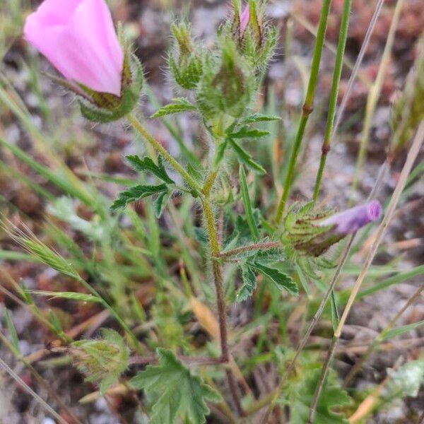 Malva setigera Blüte