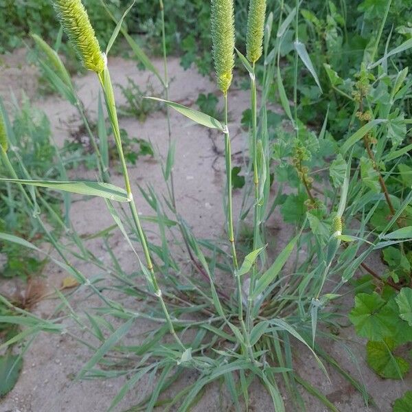 Phalaris minor موطن