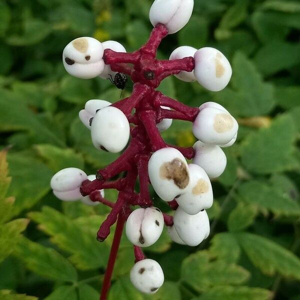 Actaea pachypoda Плод