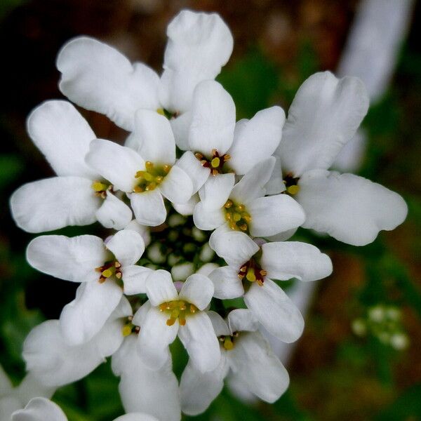 Iberis umbellata Õis