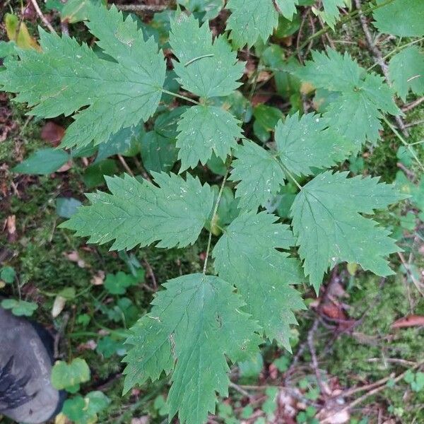 Actaea spicata Листок