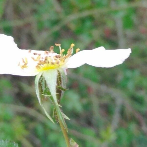 Rosa micrantha Λουλούδι