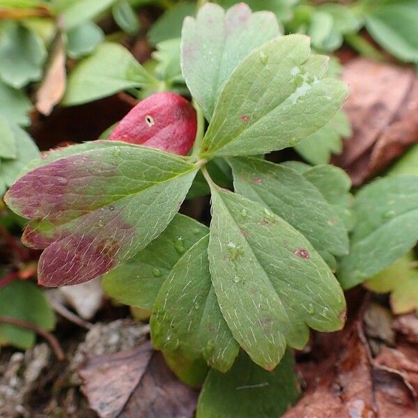 Sibbaldia procumbens Hostoa