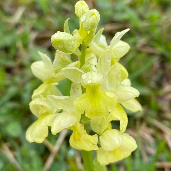 Orchis pallens Flor