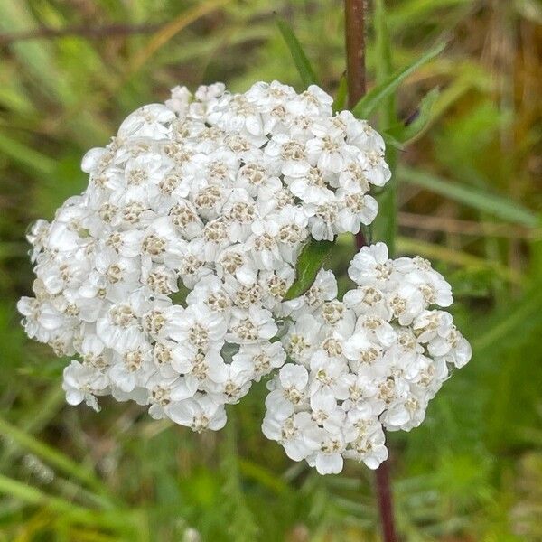 Achillea millefolium Flower