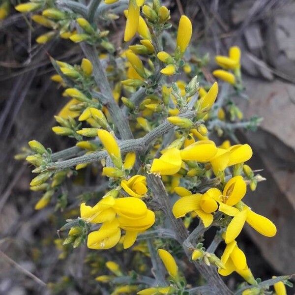 Genista scorpius Blomma