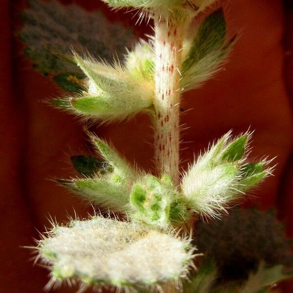 Forsskaolea tenacissima Flower