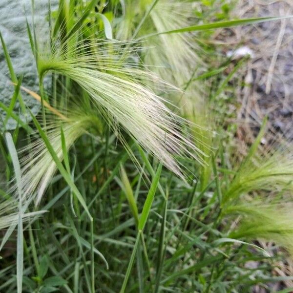 Hordeum jubatum ᱥᱟᱠᱟᱢ