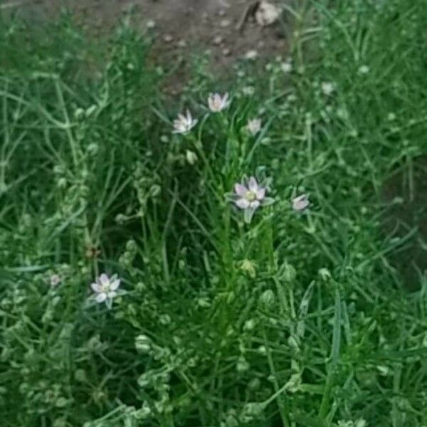 Spergula arvensis Žiedas