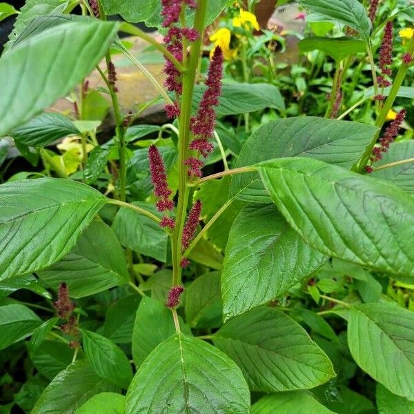 Amaranthus caudatus Hábito